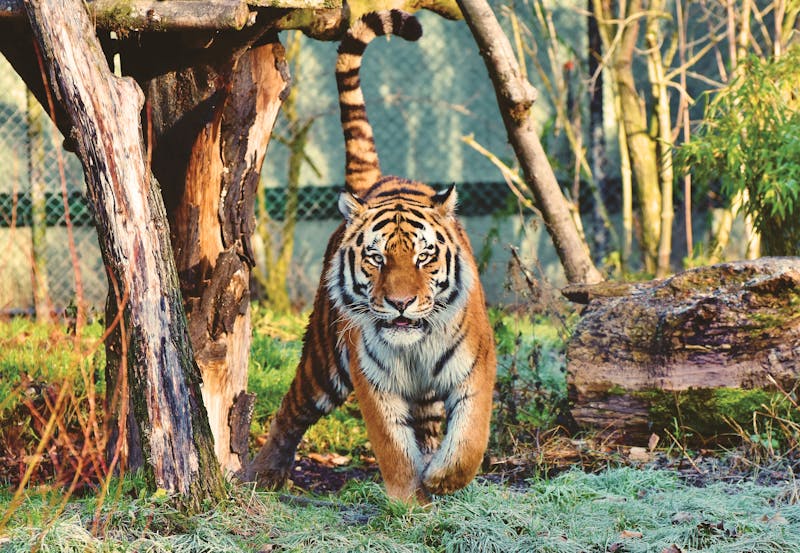 Wildlife Safari