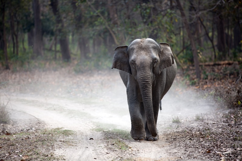 Jim Corbett