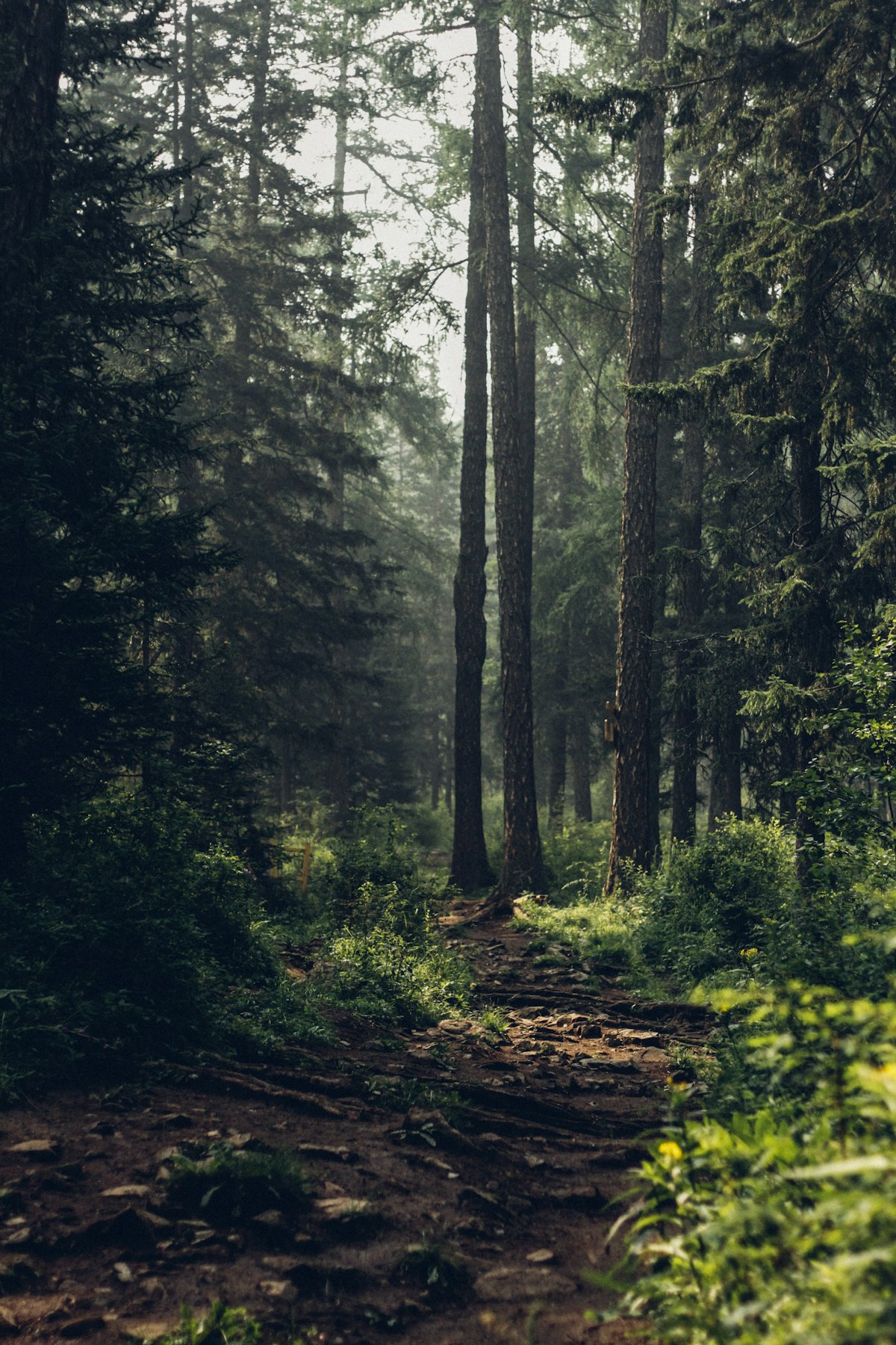 Forest Tour
