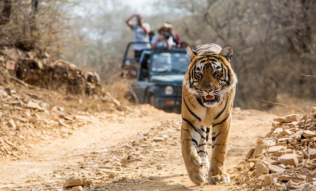 Nainital & Jim Corbett Adventure